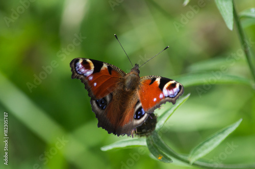 Peacock butterfly on a seed head © Estuary Pig