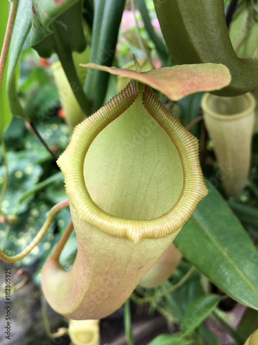 Wild Nepenthes mirabilis prey trapping plant photo