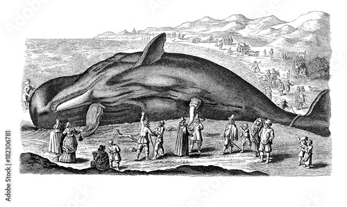 Vintage engraving of gigantic sperm whale stranded on the banks of  Scheldt river near Antwerp Netherlands, year 1718