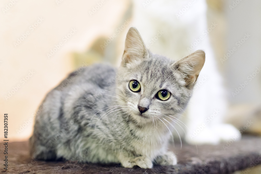 A small, mongrel gray tabby kitten.