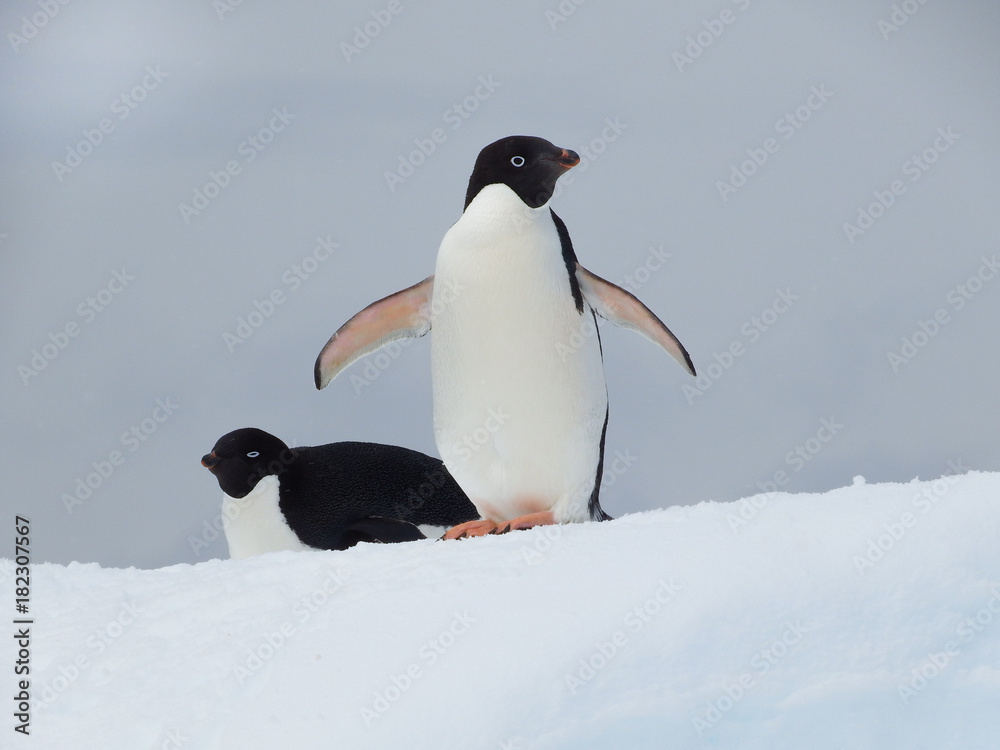 Obraz premium Adelie penguin