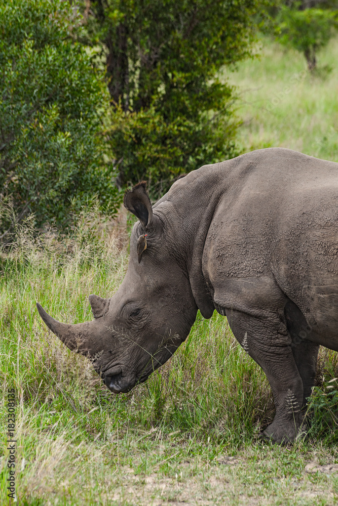 Obraz premium White Rhinoceros