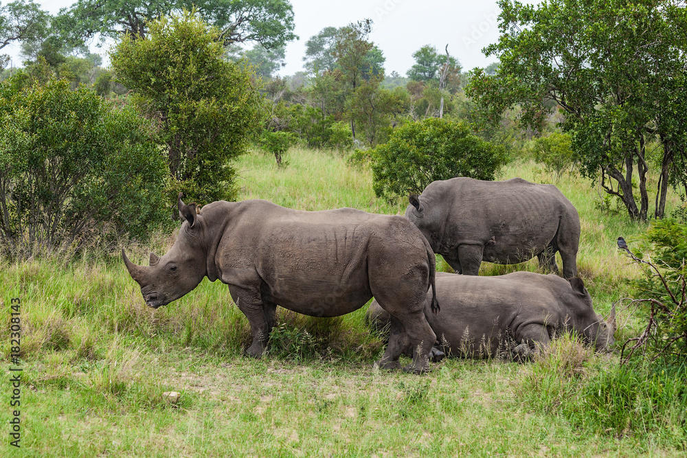 White Rhinoceros White Rhinoceros