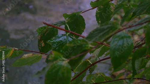 The first November snow on the green leaves. Early winter. Beautiful background. photo