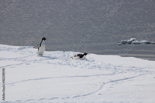 Adelie penguins on ice float  Antarctic sound