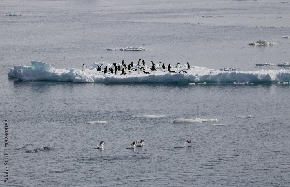 Adelie penguins swimming towards colony on ice float Adelie penguins swimming towards colony on ice float