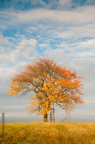 tree in field with sky in autumn