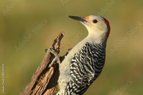 Female Red-bellied Woodpecker (Melanerpes carolinus)