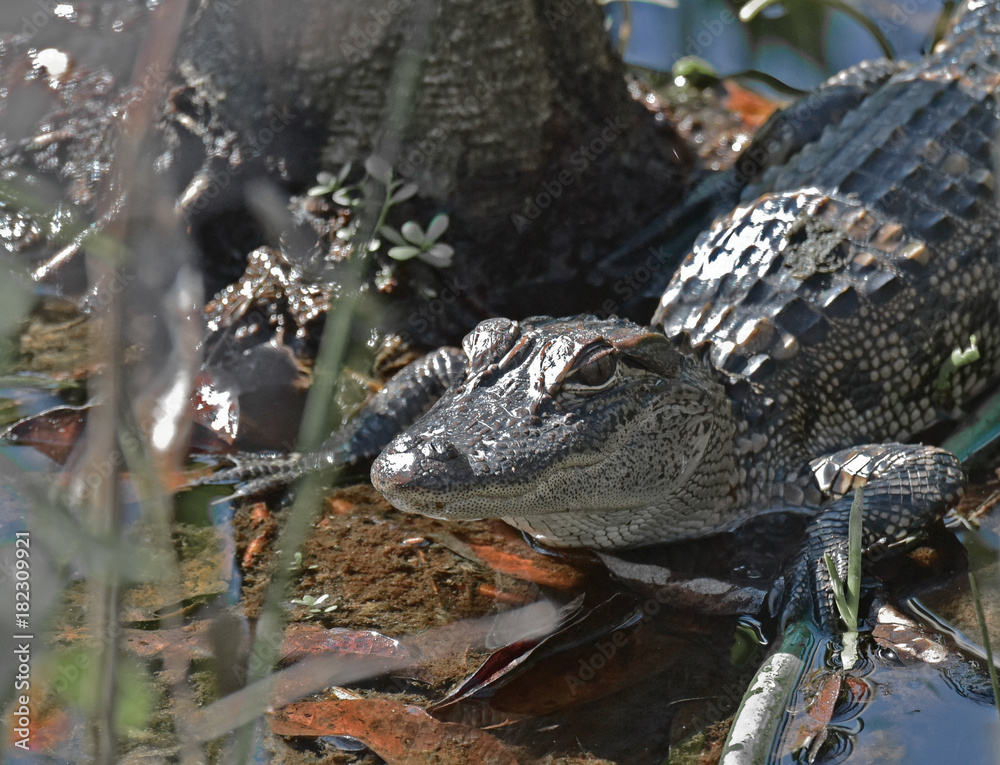 Fototapeta premium Just a Baby