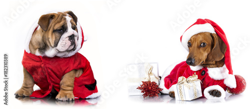 Fototapeta Naklejka Na Ścianę i Meble -  Christmas pets, dachshund in Santa Hat and english bulldog