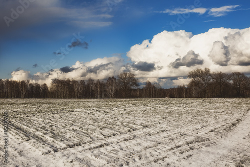 beautiful view of a snow-covered field with yellow grass against a background of autumn forest, blue sky with white clouds photo