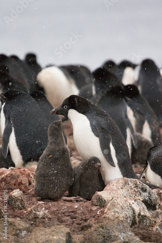 Adelie penguin with chick - Brown Bluff colony