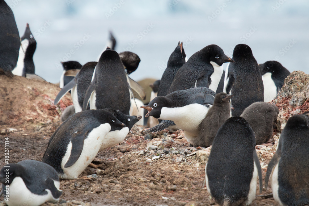 Naklejka premium Adelie penguin with chick - Brown Bluff colony