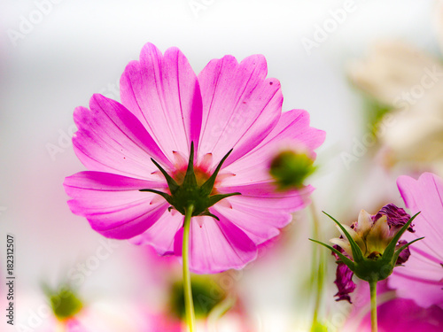 the pink cosmos flower in the garden field on beautiful sunny day