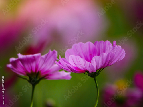 the pink cosmos flower in the garden field on beautiful sunny day