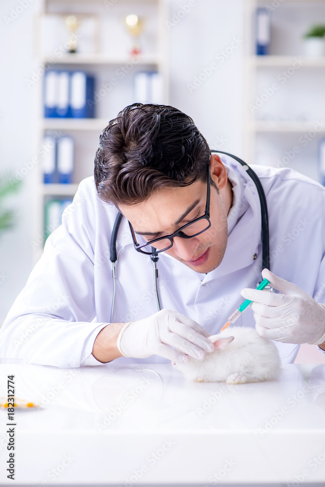 Vet doctor examining rabbit in pet hospital Vet doctor examining rabbit in pet hospital