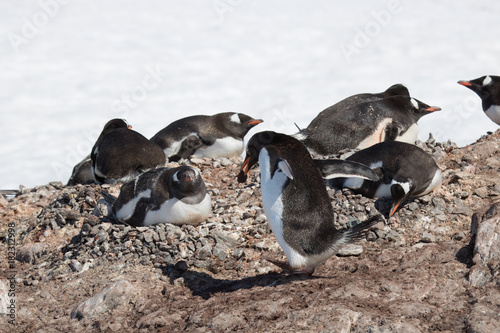 Gentoo penguin preparing nest