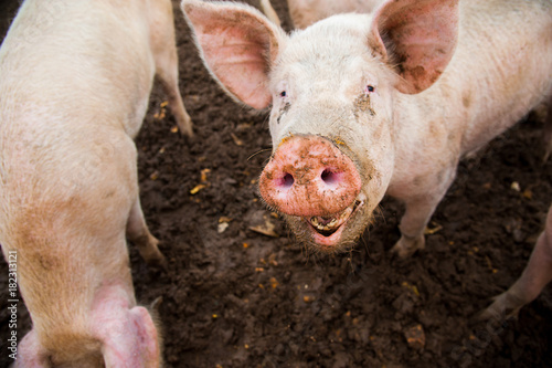 Domestic pigs on a farm © SGr