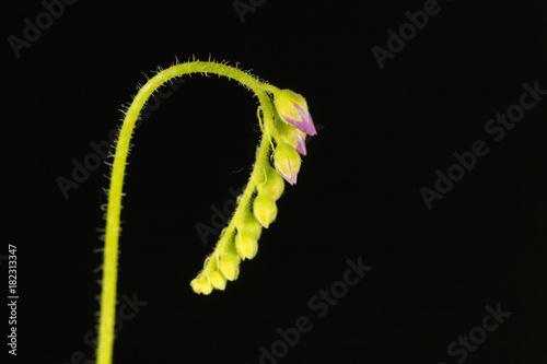 Blossoms of a Cape sundew photo