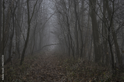 Herbstwald © roostler