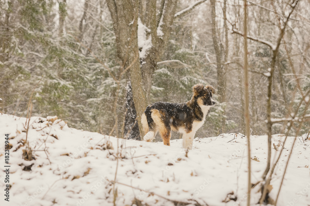 a dog alone in the woods in the winter. Snowing. A homeless animal. Humanism. Animal protection a dog alone in the woods in the winter. Snowing. A homeless animal. Humanism. Animal protection