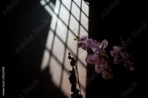 фотографія shadows and lights with an orchid