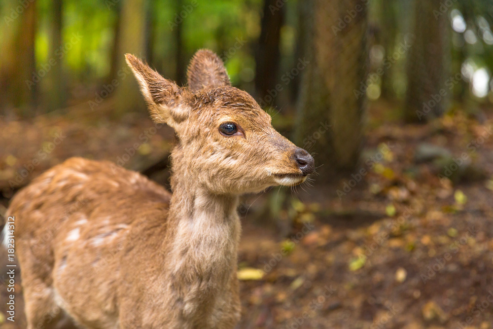 Close up of young wild deer in Nara Park, Japan, a public park where over 1,200 wild sika are free and are considered a natural monument. Deer are the symbol of Nara's greatest tourist attraction. Close up of young wild deer in Nara Park, Japan, a public park where over 1,200 wild sika are free and are considered a natural monument. Deer are the symbol of Nara's greatest tourist attraction.