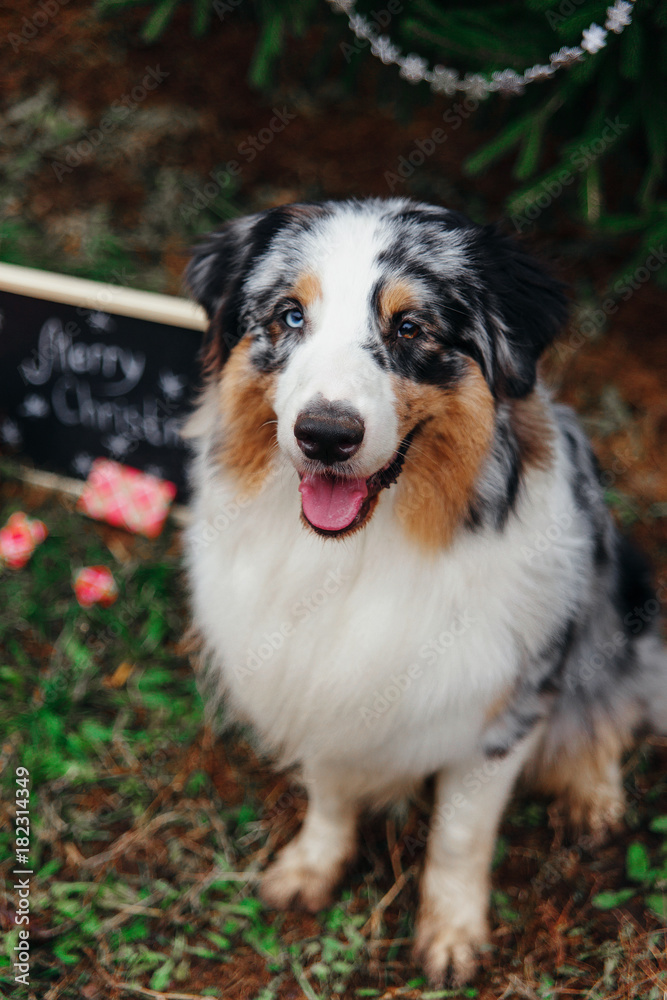 Smiling australian shepherd portrait under the christmas tree with wrapped gift boxes and black chalkboard with inscription: Merry Christmas. New year of the dog 2018 symbol concept.