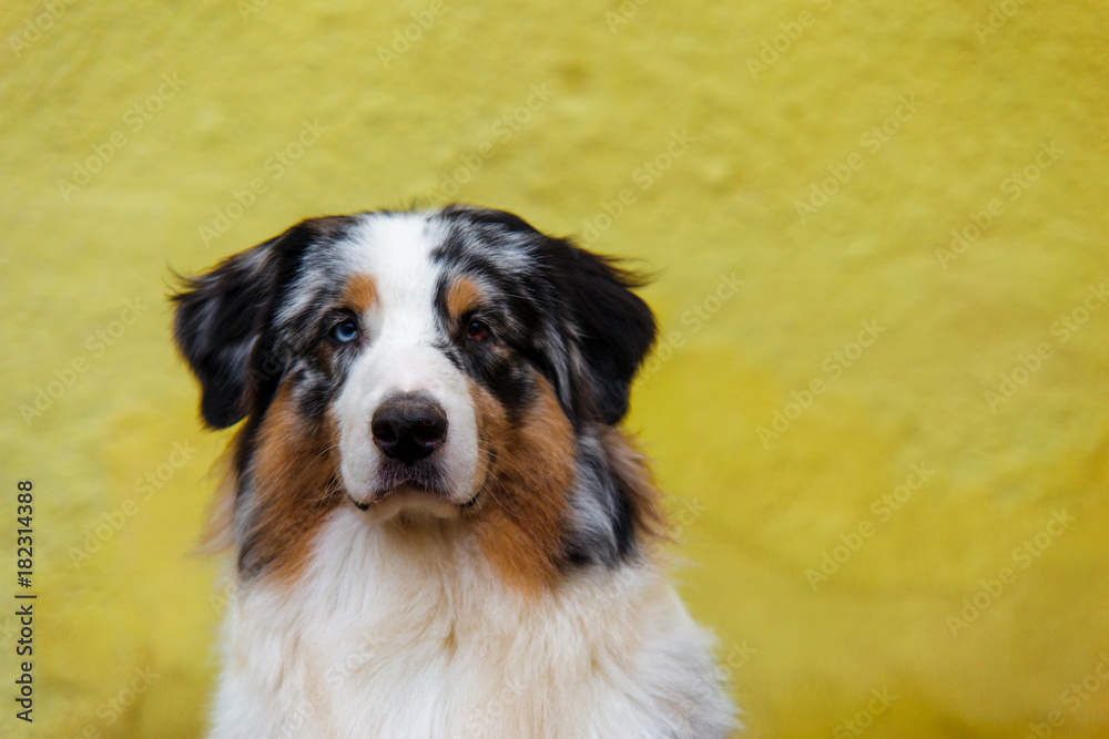 Serious australian shepherd portrait on background of bright yellow wall with copy space.