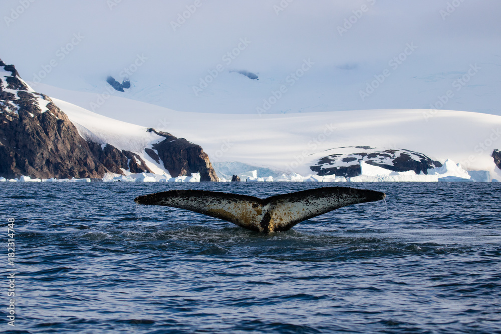 Fototapeta premium Humpback whale, Antarctic peninsula