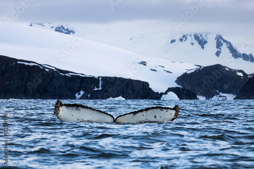 Humpback whale, Antarctic peninsula © Valerie