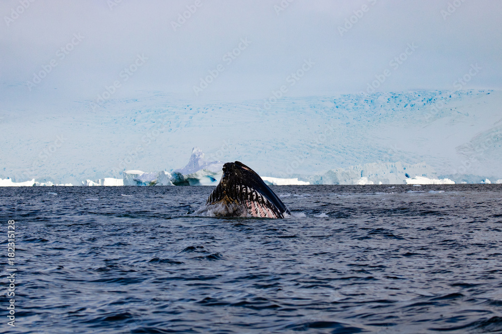 Fototapeta premium Humpback whale, Antarctic peninsula