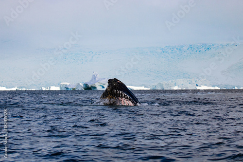 Humpback whale, Antarctic peninsula © Valerie