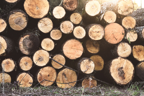 Pile of chopped woods  a log pattern bacground