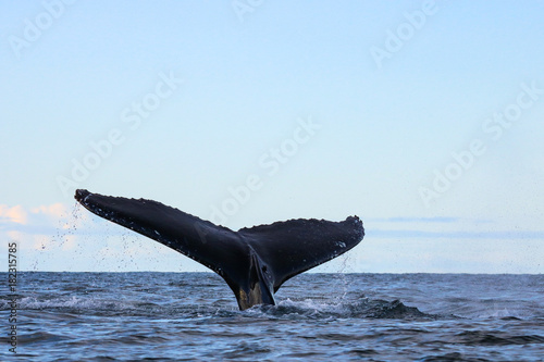 Humpback whale, Antarctic peninsula