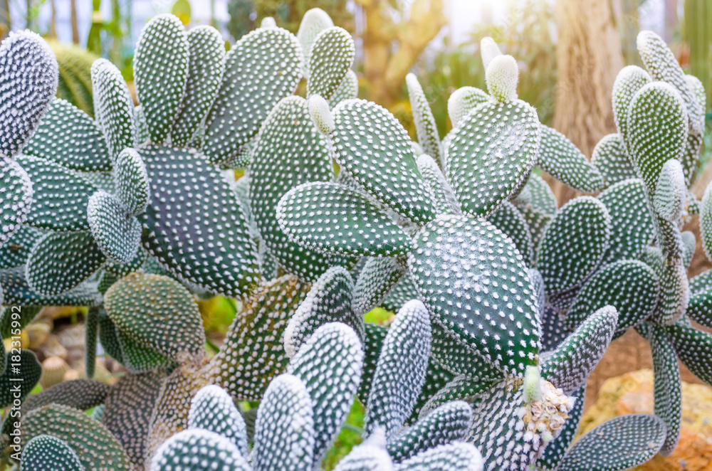 Cactus in the tropical deserts of North America close up. Cactus in the tropical deserts of North America close up.