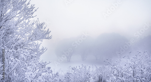 Winter beautiful landscape with heavy frost and fog. 