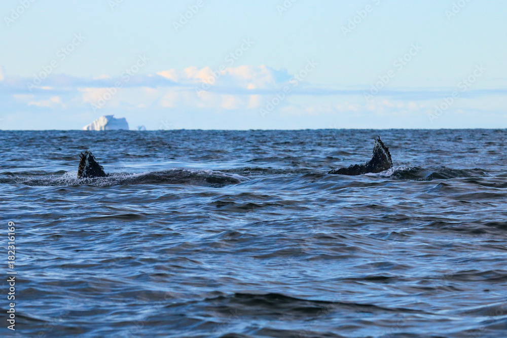Fototapeta premium Humpback whale, Antarctic peninsula