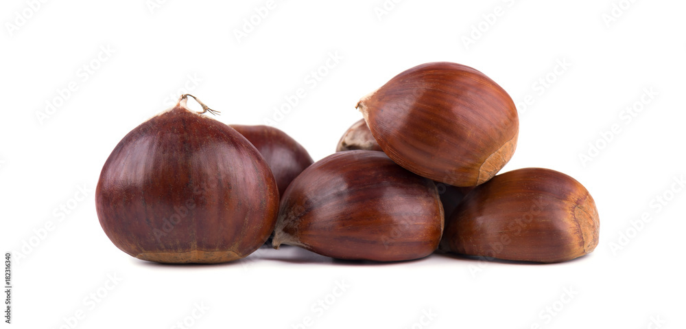 Fresh chestnuts isolated on white background. Hippocastanum isolated. Chestnut with clipping path Fresh chestnuts isolated on white background. Hippocastanum isolated. Chestnut with clipping path