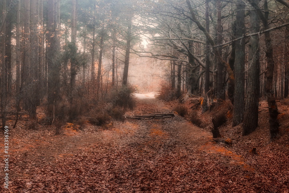 Obraz premium Misty Forest Morning