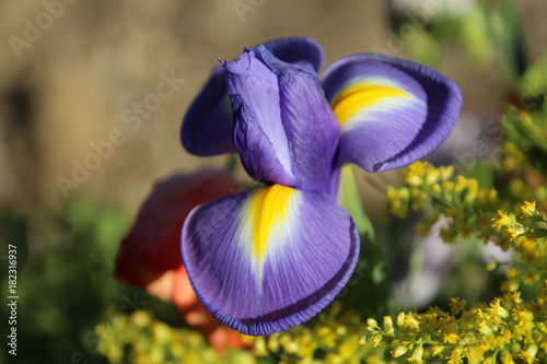Fototapeta Naklejka Na Ścianę i Meble -  purple iris