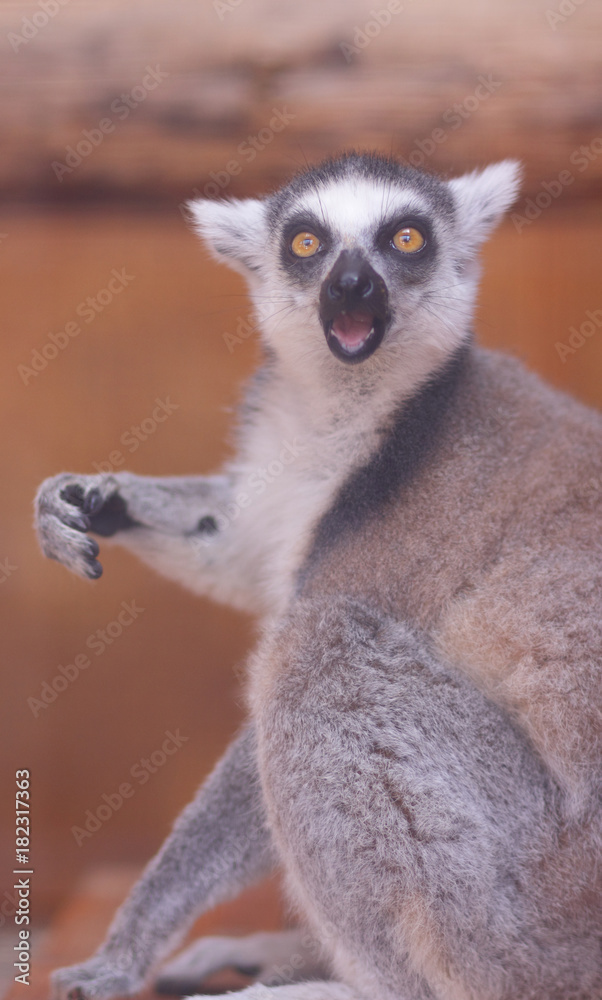 Obraz premium Lemur, a lemur eats in a cage, a funny beast, a zoo, animal protection, endangered species of animals, a long tail, a lemur on a blurred background