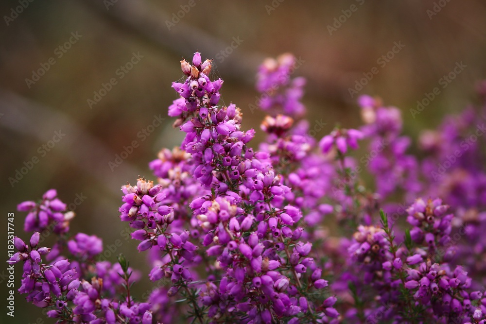Obraz premium Wild Heather