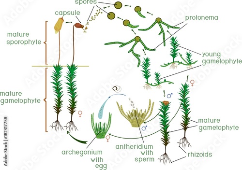 Moss life cycle. Diagram of a life cycle of a Common haircap moss (Polytrichum commune)