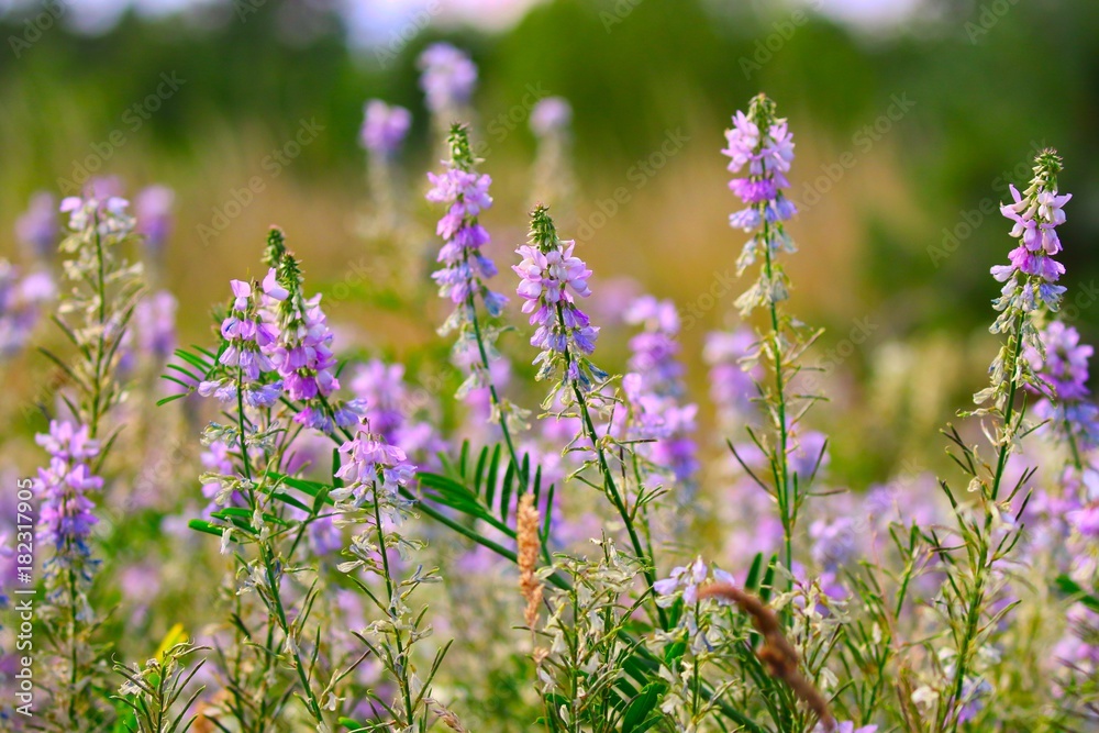 Obraz premium Wild Flowers