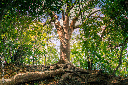 Caraïbes, Martinique : vieil arbre avec de grosses et grandes racines