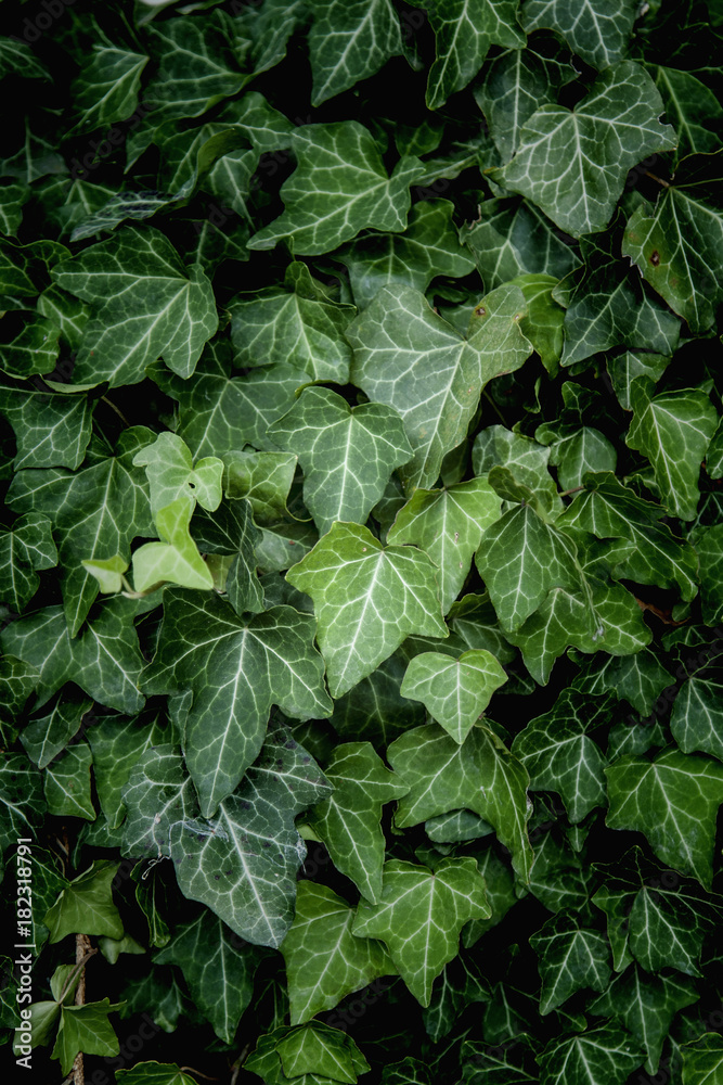 Ivy Texture, green leaves background, leaf pattern