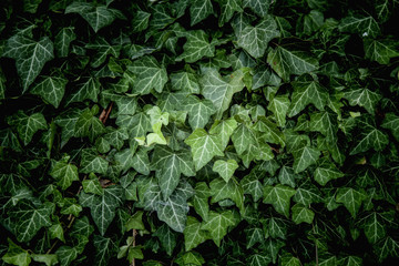 Ivy Texture, green leaves background, leaf pattern