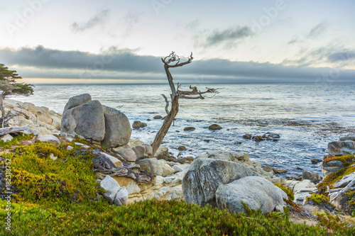 romantic sunrise near Point Lobos with old dried trees at the stone beach with cypress