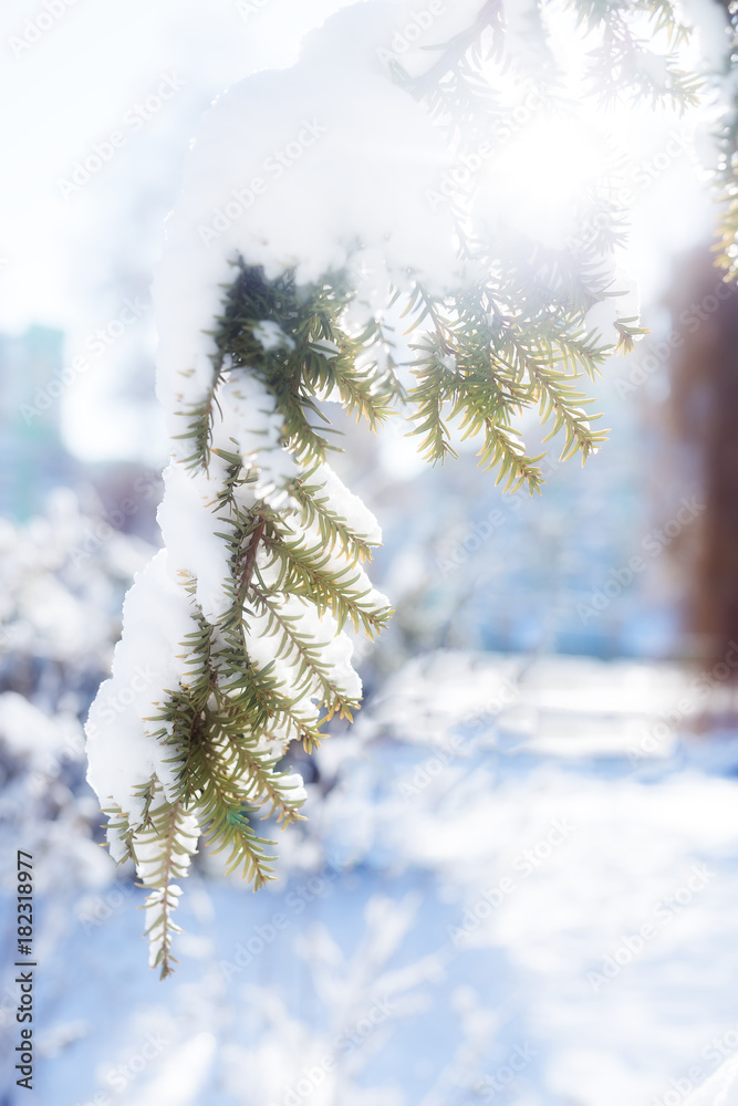 Winter christmas landscape. Natural xmas decoration background Green spruce branches against white snow and forest at sunset. Bright rays of the setting sun, sunlight glare.